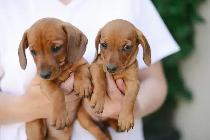Adopting-Two-Dachshund-Puppies-sm Adopting-Two-Dachshund-Puppies-sm