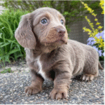 CLINT - Male puppy