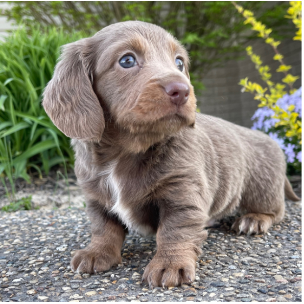 CLINT - Male puppy