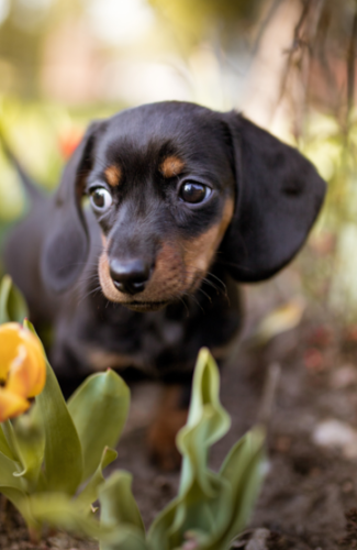 black and tan dachshund in park black and tan dachshund in park