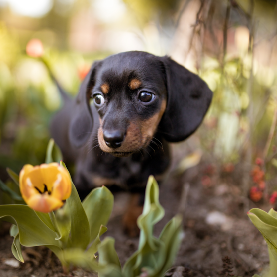 black and tan dachshund in park black and tan dachshund in park