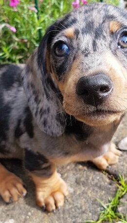 dachshund-puppy-outdoors dachshund-puppy-outdoors