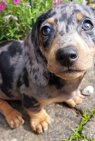 dachshund-puppy-outdoors dachshund-puppy-outdoors